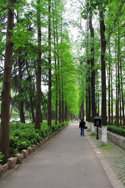 イチョウの木の列。中国・南京を歩く。200年4月16日 — ストック写真