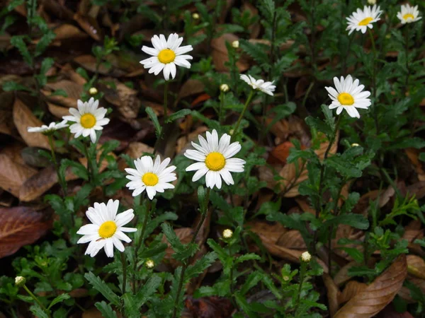 Öküz gözü Papatya Leucanthemum vulgare. Himalaya Dağı'nda Çiçekler.