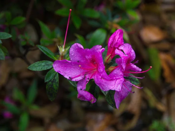 Fermer une fleur de lys colorée dans la montagne Himalaya au Tibet an — Photo