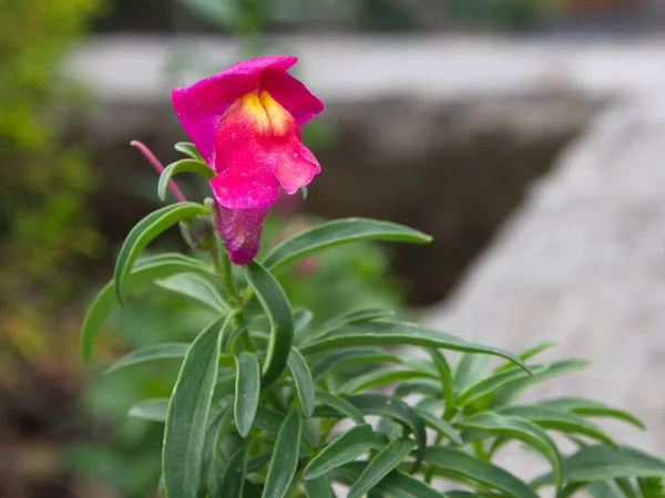 Himalayan Balsam Flower or Impatiens glandulifera from Himalaya — Stock Photo, Image