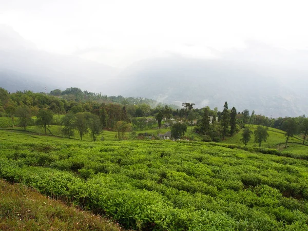 Darjeeling , Hindistan , 15 Nisan 2011 : En Ünlü Çay Bitkisi
