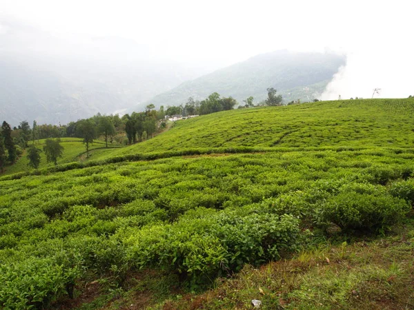 Darjeeling , Hindistan , 15 Nisan 2011 : En Ünlü Çay Bitkisi — Stok fotoğraf