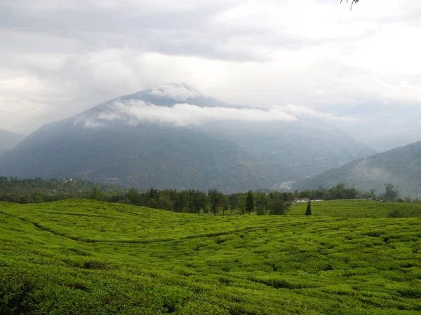 Darjeeling , Hindistan , 15 Nisan 2011 : En Ünlü Çay Bitkisi — Stok fotoğraf