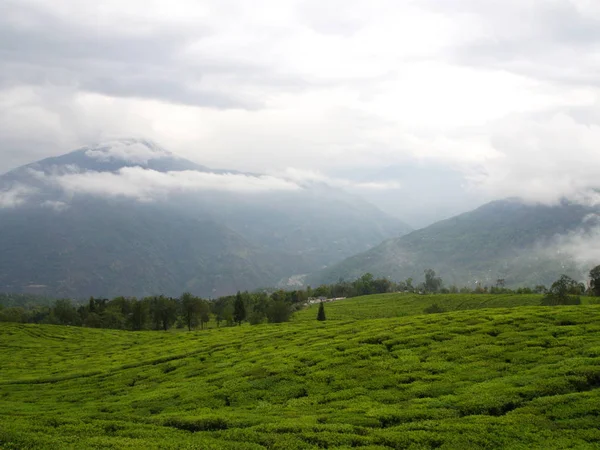 Darjeeling, Indie, 15. dubna 2011: nejslavnější čajový závod — Stock fotografie