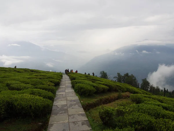 Darjeeling, INDIA, 15 DE ABRIL DE 2011: La planta de TEA más famosa —  Fotos de Stock