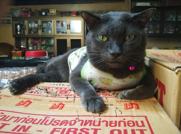 Thai Cat sok akció. Sziámi macska a helyi faluban. — Stock Fotó