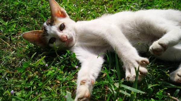 Gato tailandês em muitos ação. Gato siamês na aldeia local . — Fotografia de Stock