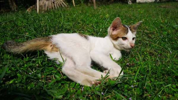 Gato tailandês em muitos ação. Gato siamês na aldeia local . — Fotografia de Stock