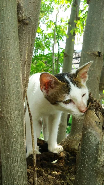 多くのアクションでタイ猫。地元の村のシャム猫. — ストック写真