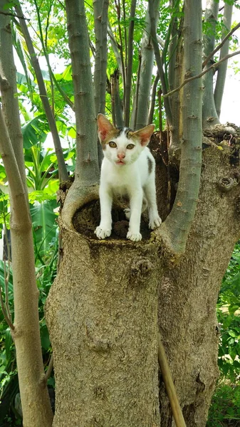 多くのアクションでタイ猫。地元の村のシャム猫. — ストック写真