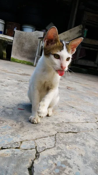 Thai Cat en muchas acciones. Gato siamés en el pueblo local . —  Fotos de Stock