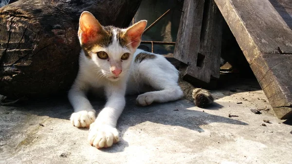 Chat thaï dans de nombreuses actions. Chat siamois dans le village local . — Photo