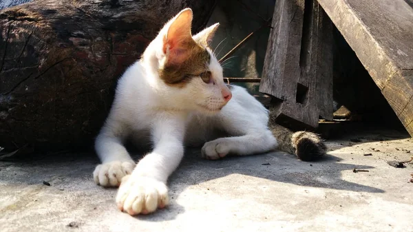 Thai Cat sok akció. Sziámi macska a helyi faluban. — Stock Fotó