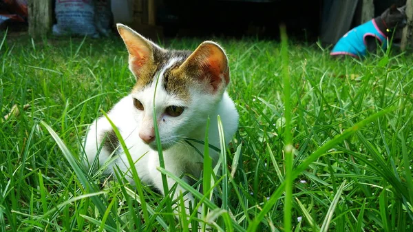 Gatto tailandese in molte azioni. Gatto siamese nel villaggio locale . — Foto Stock