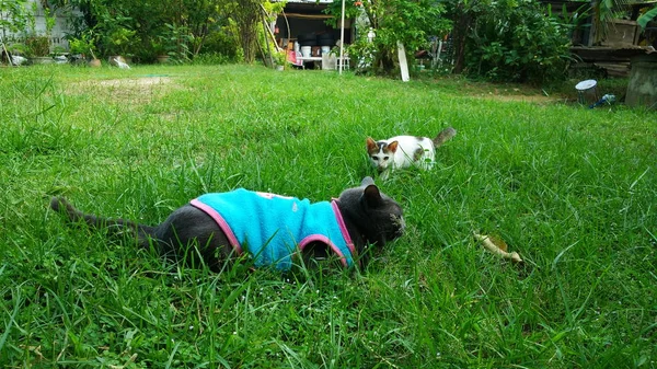 Tay Kedi birçok eylem. Yerel köyde Siyam Kedisi.