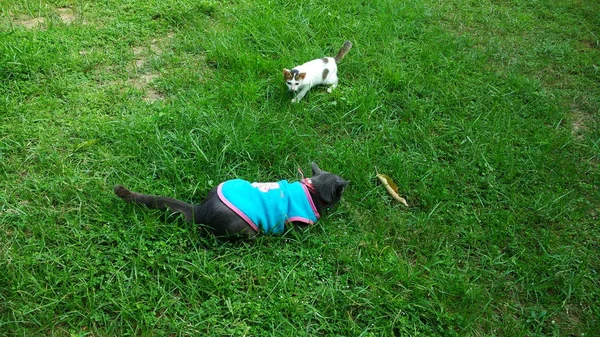 Tay Kedi birçok eylem. Yerel köyde Siyam Kedisi.