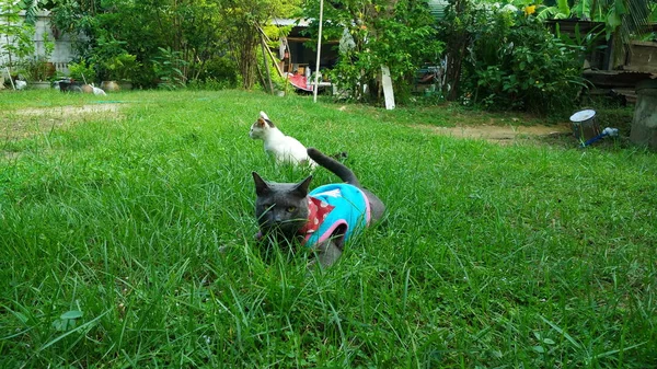 Tay Kedi birçok eylem. Yerel köyde Siyam Kedisi.