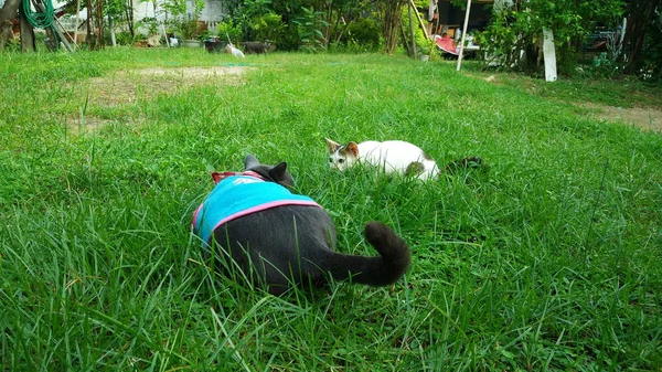 泰国猫在许多行动。暹罗猫在当地的村庄. — 图库照片