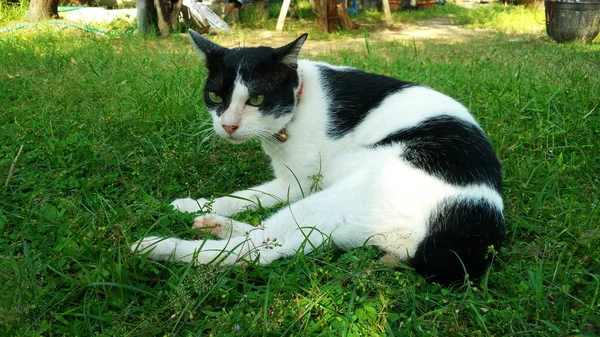 Thailändsk katt i många åtgärder. Siamesisk katt i den lokala byn. — Stockfoto