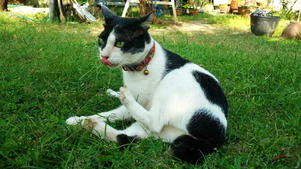 Thailändsk katt i många åtgärder. Siamesisk katt i den lokala byn. — Stockfoto