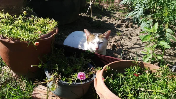 Thaise kat in veel actie. Siamese kat in het lokale dorp. — Stockfoto