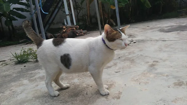Gato tailandês em muitos ação. Gato siamês na aldeia local . — Fotografia de Stock