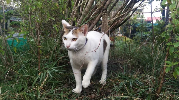 Ταϊλανδός/ή Cat σε πολλές ενέργειες. Το σιασιάν γάτα στο τοπικό χωριό. — Φωτογραφία Αρχείου