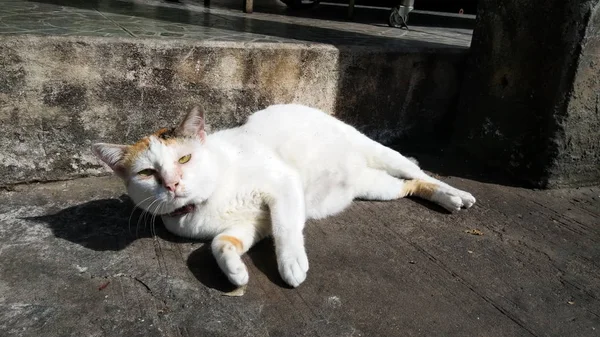 Тайська кішка в багатьох діях. Сіамські кішки в місцевому селі. — стокове фото
