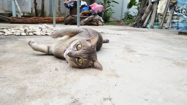 Thailändsk katt i många åtgärder. Siamesisk katt i den lokala byn. — Stockfoto