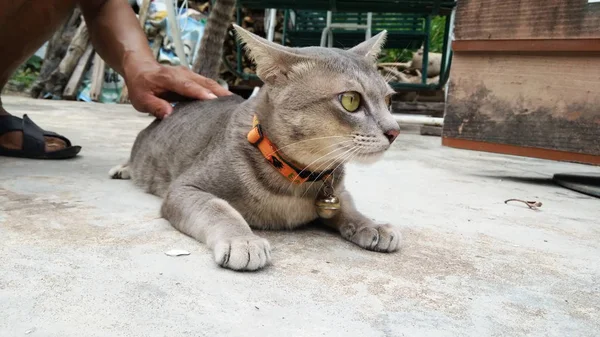 Thailändsk katt i många åtgärder. Siamesisk katt i den lokala byn. — Stockfoto