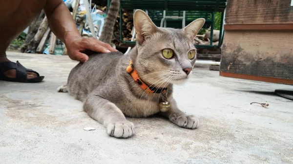 Thai Cat en muchas acciones. Gato siamés en el pueblo local . —  Fotos de Stock