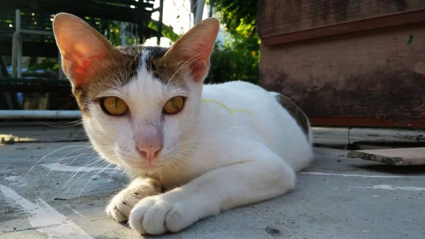 Ταϊλανδός/ή Cat σε πολλές ενέργειες. Το σιασιάν γάτα στο τοπικό χωριό. — Φωτογραφία Αρχείου