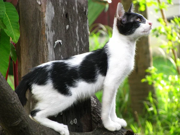 Il bel gatto bianco nero tailandese nel villaggio locale . — Foto Stock