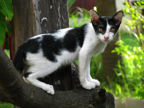 Il bel gatto bianco nero tailandese nel villaggio locale . — Foto Stock
