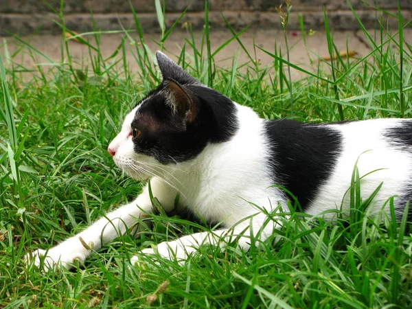 Close up Il bel Thai Black White Cat nel campo di erba in — Foto Stock