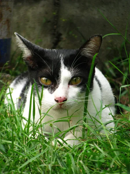 Close up Il bel Thai Black White Cat nel campo di erba in — Foto Stock