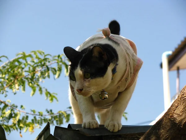 英俊的 泰国 黑白 猫 在 本地 v 的洁具服装 — 图库照片