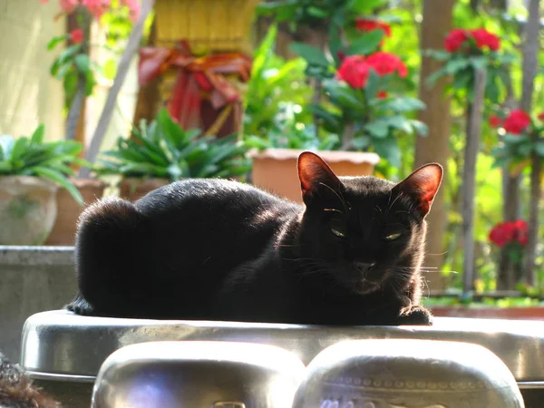 Close-up van de knappe Thaise zwarte kat in het lokale dorp. — Stockfoto