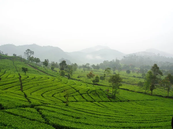 Die malabarischen Teeplantagen liegen in Bandung. Reise mit Verband — Stockfoto