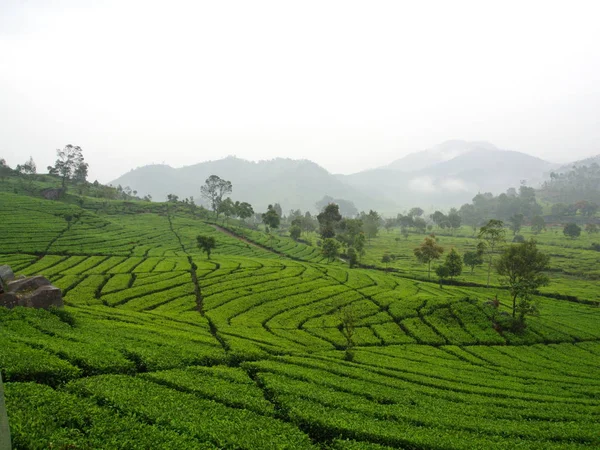 Die malabarischen Teeplantagen liegen in Bandung. Reise mit Verband — Stockfoto