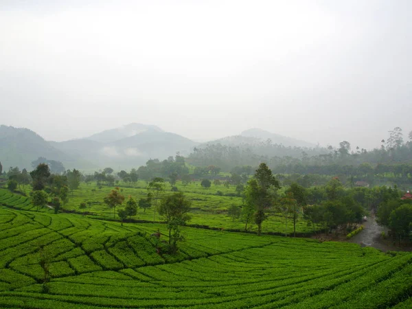 Die malabarischen Teeplantagen liegen in Bandung. Reise mit Verband — Stockfoto