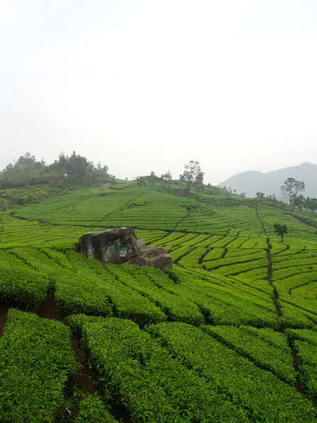 Die malabarischen Teeplantagen liegen in Bandung. Reise mit Verband — Stockfoto