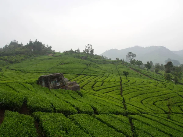 Die malabarischen Teeplantagen liegen in Bandung. Reise mit Verband — Stockfoto