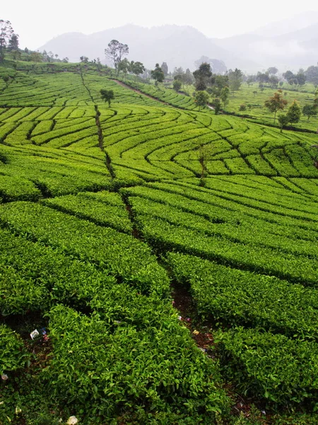 マラバル茶プランテーションはバンドンに位置しています。バンドンの旅行 — ストック写真