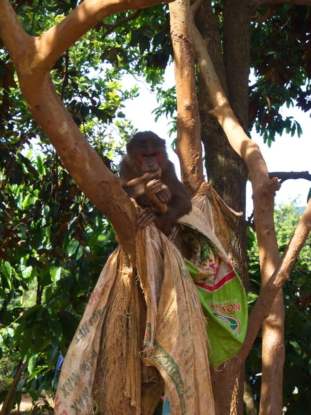 Singe mangeait une graine de café à Coffee Farm Village Harvest — Photo