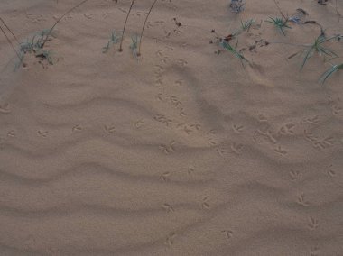 Mui Ne City Big Sand Dune de Gündoğumu, Vietnam i Seyahat