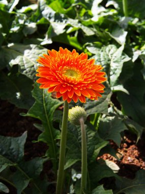 Bahçede Renkli Kırmızı Pembe Turuncu ve Sarı gerbera papatya 