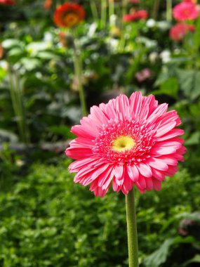 Bahçede Renkli Kırmızı Pembe Turuncu ve Sarı gerbera papatya 