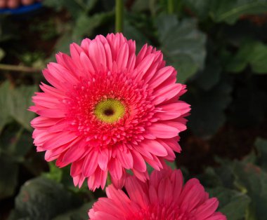 Bahçede Renkli Kırmızı Pembe Turuncu ve Sarı gerbera papatya 