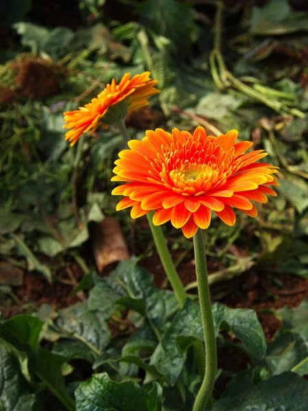 Colorful Red Pink Orange and Yellow gerbera daisy in the garden — Stock Photo, Image